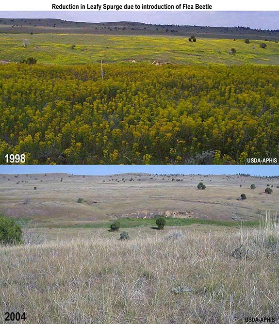 reduction in leafy spurge due to introduction of flea beetles